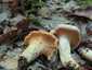 Halvány rókagomba (Cantharellus pallens), Őrség